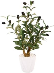 Reviews Y Listado De Bonsai Olivo Favoritos De Las Personas