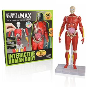 El Mejor Review De Juego Anatomia Al Mejor Precio