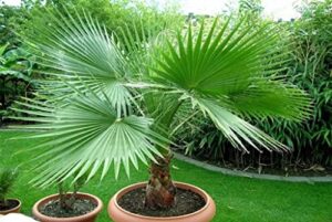 La Mejor Seleccion De Palmeras Washingtonia 8211 Solo Los Mejores