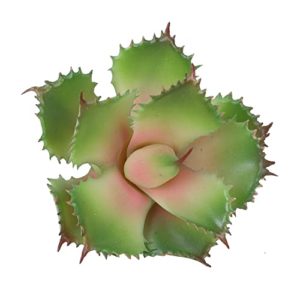 El Mejor Review De Agave Potatorum Tabla Con Los Diez Mejores