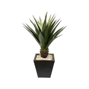 Recopilacion Y Reviews De Planta Yuca Que Puedes Comprar On Line