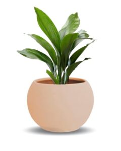 Review De Maceta Jardinera De Barro Mas Recomendados