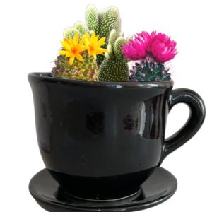La Mejor Comparativa De Macetas En Forma De Taza Los Mas Solicitados