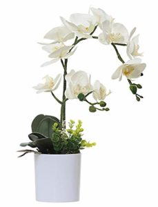 Recopilacion Y Reviews De Orquidea 8211 Solo Los Mejores