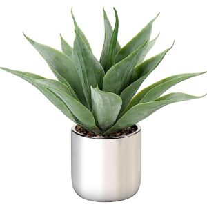 Consejos Y Comparativas Para Comprar Plantas Aloe Vera Los Preferidos Por Los Clientes