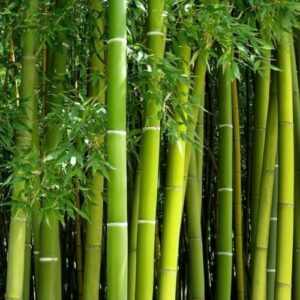 Consejos Y Comparativas Para Comprar Plantas Bambu Gigante Top Cinco