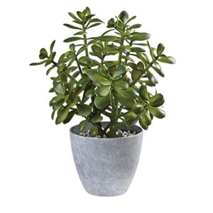 La Mejor Seleccion De Planta Jade Los 7 Mas Buscados