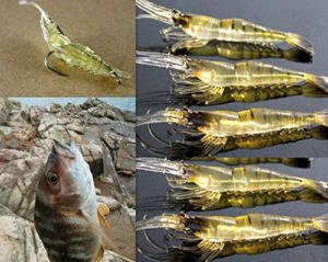 La Mejor Comparativa De Lote Pesca Mas Recomendados